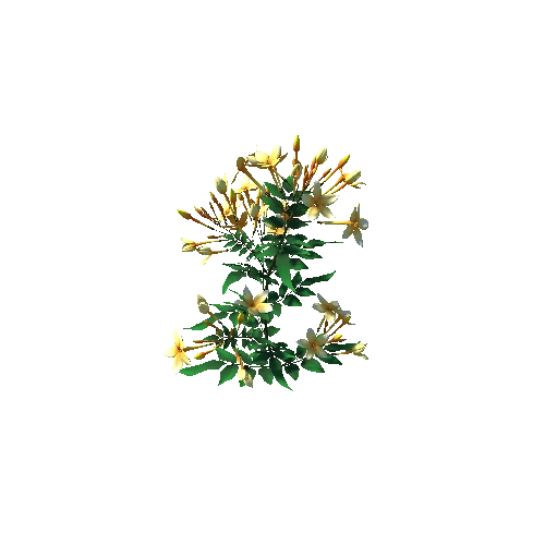 flower Jasminum4